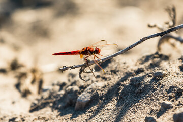 Dragonfly sitting on a branch