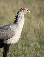 Secretary bird