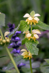 Lamium galeobdolon or yellow dead nettles in spring, close up