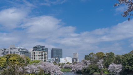 Fototapeta premium 【東京都】春の桜と千鳥ヶ淵・ボート場