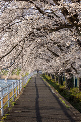 Overhanging cherry blossoms on the sidewalk and river.