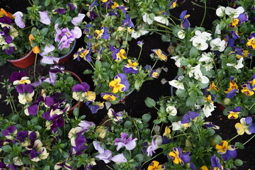 Stiefmütterchen oder Viola in Gelb, Lila, Purpur und Violett vor einem Geschäft in Rosenthal im...