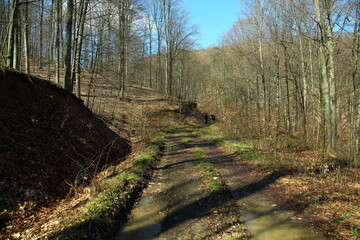 The road in the mointaing beech forest at spring