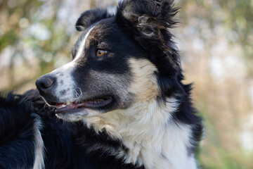Portrait of a lovely puppy dog border collie 