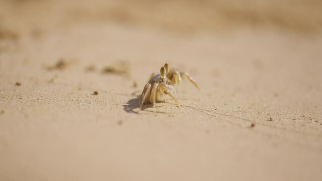 A Tiny Crab On A Beach In Thailand