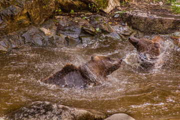 Bears in the moat of Cesky Krumlov castle, Czech Republic