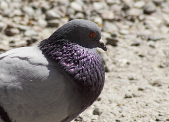 pigeon on the ground