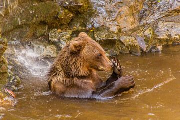 Bear in the moat of Cesky Krumlov castle, Czech Republic