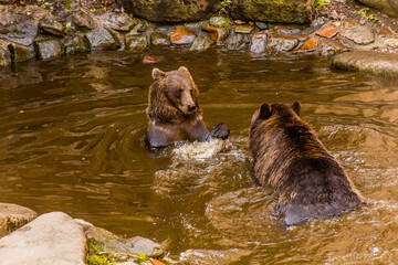 Bears in the moat of Cesky Krumlov castle, Czech Republic