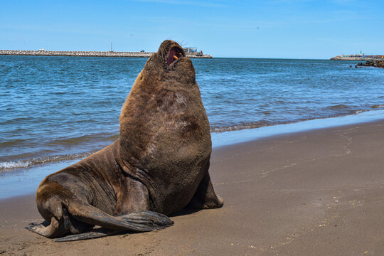 sea lion on the beach