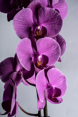 Fototapeta na wymiar Purple orchids on a gray background