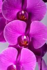 A close up of purple orchids with the white center