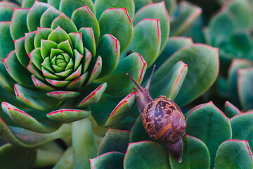 Echiveria succulent and snail close-up. Snail eats juicy succulent in the garden, close-up view.