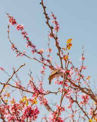 Cherry tree in bloom and hummingbird, Beautiful spring floral background