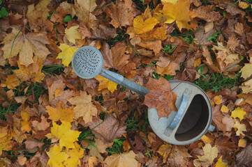 Flat lay  of autumn fallen maple leaves and old stainless (zinc-coated galvanized) steel empty watering can. Finishing of garden season background. © Maxim Kukurund