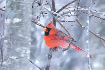 Stuanchly red Northern Cardinal (Cardinalis cardinalis) in an icy blue snow flurry. Iconic North American songbird during cold winter weather