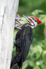 Father of Three, Male Pileated Woodpecker (Dryocopus pileatus) at it's nest cavity.  The juvenile woodpeckers clamor to be feed by their parent