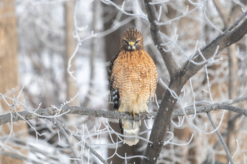 The Hoarfrost Hawk. A Red-Shouldered Hawk (Buteo lineatus) stares at you on a icy, bright morning. Ice crystals, frost coat every inch of tree branches. Large bird of prey puffs up against the winter