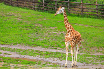 Very beautiful giraffe. Background with selective focus and copy space