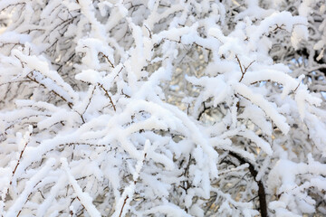 Branches in the snow close-up. Winter background