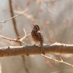 A song sparrow (melospiza melodia) perched on a branch singing