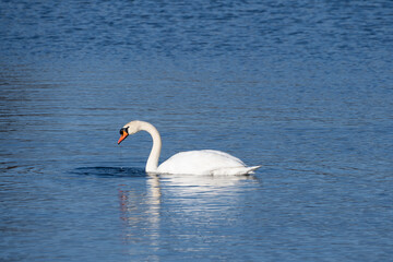 swan on the water