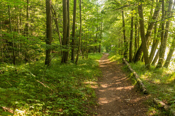 Hiking trail by Luznice river, Czech Republic