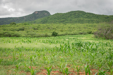Fototapeta na wymiar maize and bean plantation. family farming