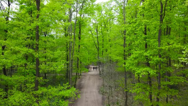 Forest in spring. Green forest in springtime. Walking path in forest. Net zero carbon or carbon neutrality concept. international day of forests. Drone view. Low altitude flight