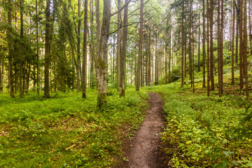 Hiking trail in a forest along Luznice river, Czech Republic