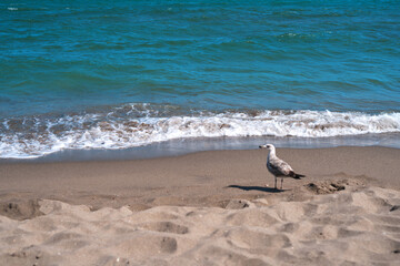 Fototapeta na wymiar Seagull stands on the sand near the water of the sea