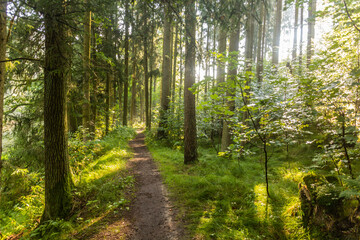 Hiking trail in a forest along Luznice river, Czech Republic
