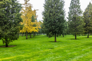 Obraz premium Trees in the Temple of Heaven Park in Beijing, China