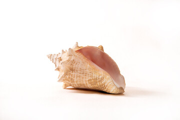 Ocean shell isolated on white background