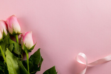 Fototapeta premium Image of pink tulips with ribbon and copy space on pink background