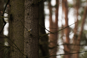 Fototapeta premium gelbe Kohlmeise im Wald