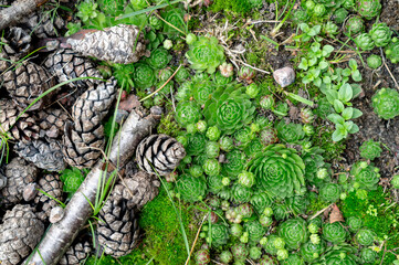 Forest or garden flat lay background. Sempervivum (also known as liveforever, houseleeks, hen and chicks) and pine cones, beautiful natural minimalism.