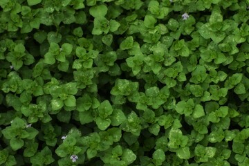 Obraz premium green background