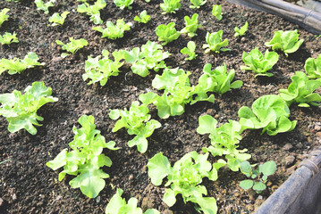 Vegetable farm soil vegetable garden, organic green cos lettuce vegetable gardening with green leaf fresh vegetable lettuce planting , in the greenhouse garden eco friendly gardening nature