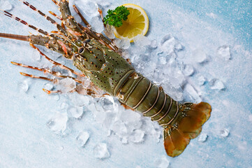 spiny lobster seafood on ice, fresh lobster or rock lobster with herb and spices lemon parsley on dark background, raw spiny lobster for cooking food or seafood market - 588927889