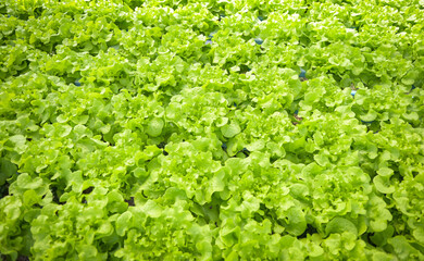 Fototapeta na wymiar hydroponic vegetables from hydroponic farms fresh green oak lettuce growing in the garden, hydroponic plants on water without soil agriculture organic health food nature leaf crop bio