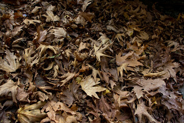 Dry leaves on the ground in the forest, autumn background.
