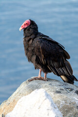 Jote de cabeza colorada (Cathartes aura)