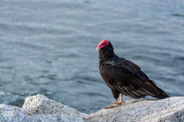 Jote de cabeza colorada (Cathartes aura)
