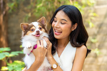Happy Asian woman playing with her chihuahua dog at pets friendly dog park cafe. Domestic dog with...