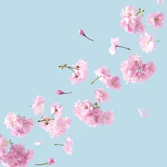  Pink flowers with place for text on a blue sky background. Spring and Summer aesthetic pastel concept. © Bozena Milosevic