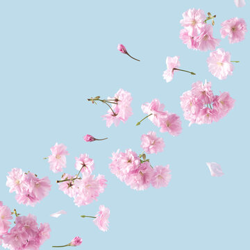 Fototapeta Pink flowers with place for text on a blue sky background. Spring and Summer aesthetic pastel concept.
