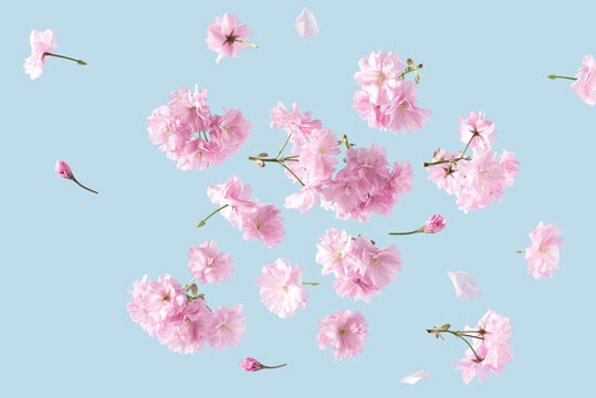 Fototapeta Spring flowers fly on a blue sky background. Beautiful pastel pink flower arrangement. Summer aesthetic concept.