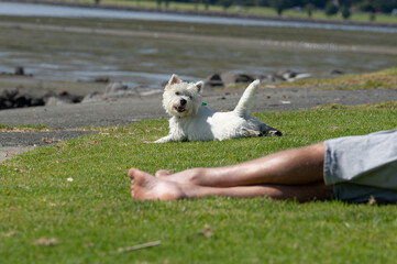Small white dog on lawn beyond mans legs