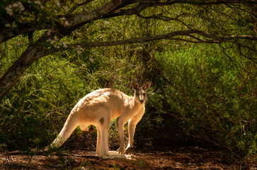 Red kangaroo in bush caught in sunlight